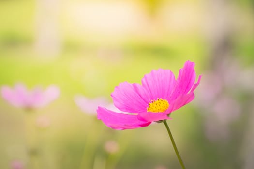  Beautiful Cosmos flowers in garden