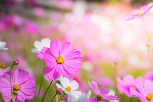  Beautiful Cosmos flowers in garden