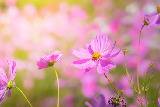  Beautiful Cosmos flowers in garden