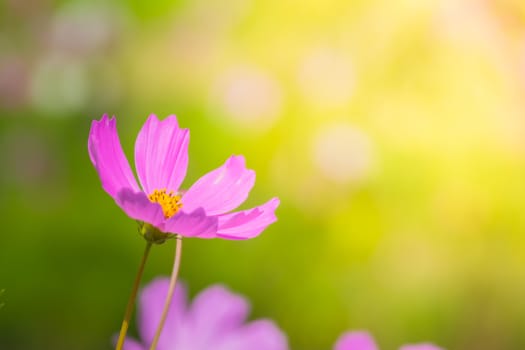  Beautiful Cosmos flowers in garden