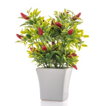 Small decorative chilli pepper plant in a ceramic vase isolated on white background.