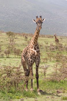Wild giraffe in Amboseli national park, Kenya.