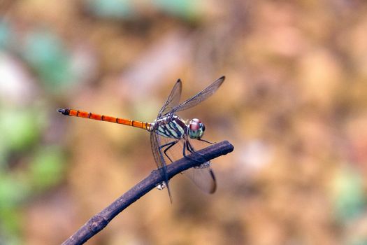 Closeup Dragonfly Island on a branch