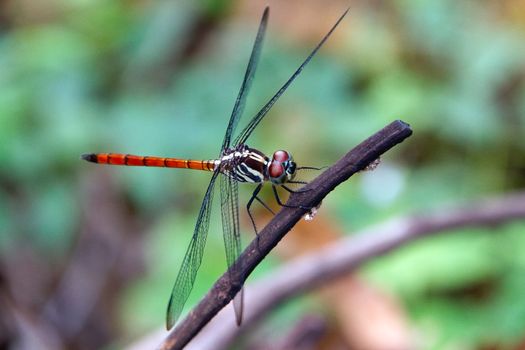 Closeup Dragonfly Island on a branch