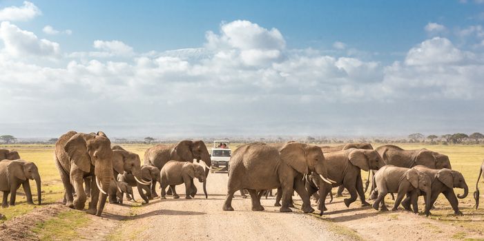 Tourists in safari jeeps watching and taking photos of big hird of wild elephants crossing dirt road in Amboseli national park, Kenya. Panorama. Peak of Mount Kilimanjaro in clouds in background.