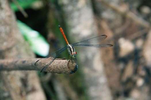 Closeup Dragonfly Island on a branch