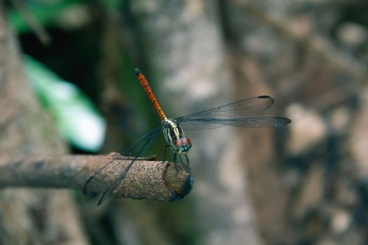 Closeup Dragonfly Island on a branch