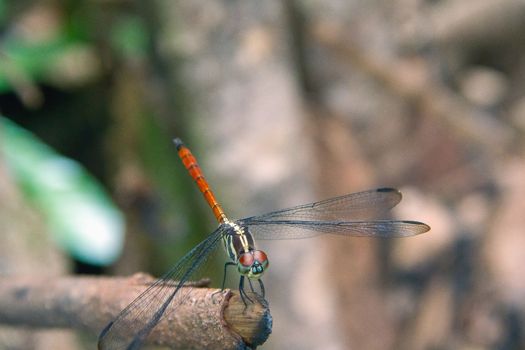 Closeup Dragonfly Island on a branch