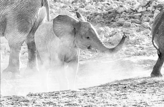 An monochrome African Elephant calf, Loxodonta africana, at sunset in Northern Namibia