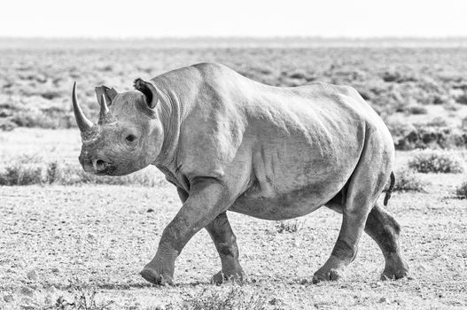 A monochrome endangered black rhino, Diceros bicornis, walking. It is covered with white calcrete dust