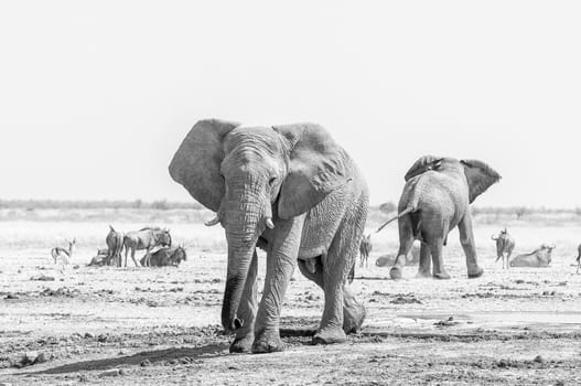 Two monochrome African elephants, blue wildebeest and springbok at a waterhole in Northern Namibia