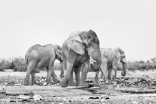 Three african bull elephants, Loxodonta africana, at the Rateldraf waterhole in North-Western Namibia. One is urinating. Monochrome photo