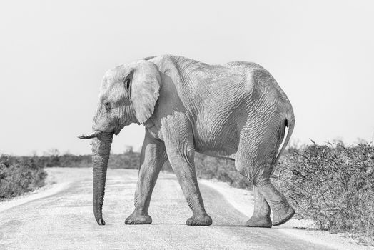 An African elephant, Loxodonta africana in monochrome, walking across a road in Northern Namibia. It is covered with white calcrete dust