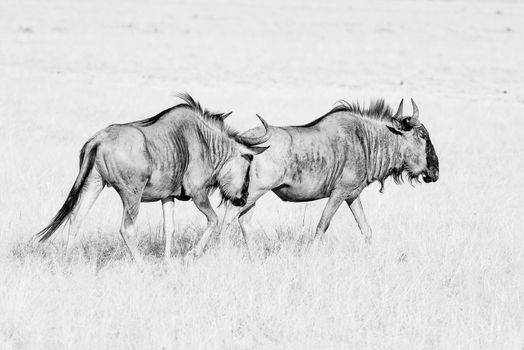 Two blue wildebeest, Connochaetes taurinus, also called a white-bearded wildebeest or brindled gnu, in monochrome, walking in grass