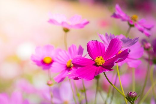  Beautiful Cosmos flowers in garden