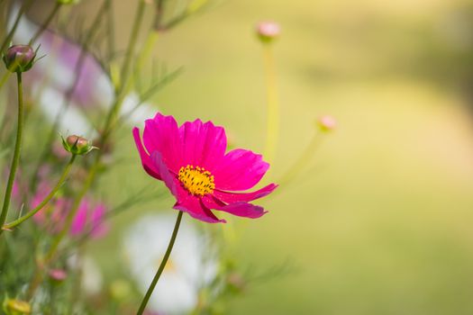  Beautiful Cosmos flowers in garden