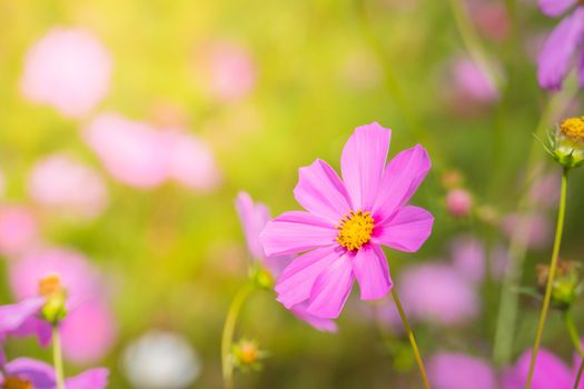  Beautiful Cosmos flowers in garden