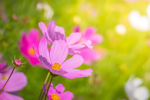  Beautiful Cosmos flowers in garden