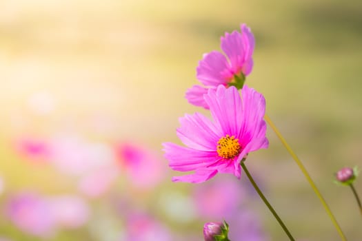  Beautiful Cosmos flowers in garden