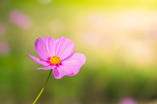  Beautiful Cosmos flowers in garden