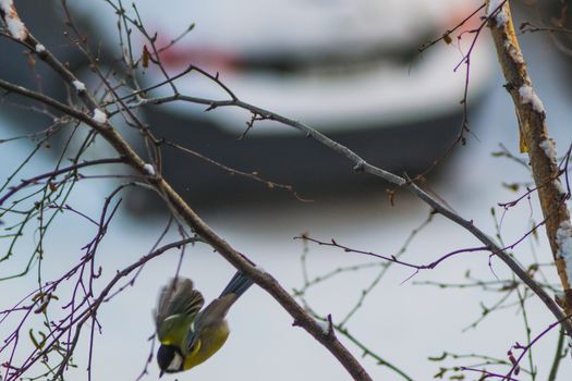 titmouse bird winter yellow on branch winter city