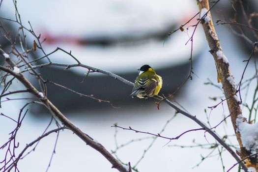 titmouse bird winter yellow on branch winter city
