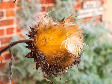 beautiful close up dead sunflower head plant special autumn winter; essex; england; uk