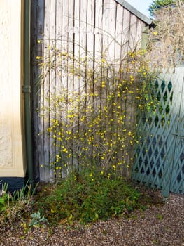 yellow flowers on vine in front of fence; essex; england; uk