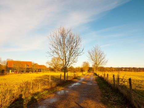countryside lane field blue sky fields bare trees; essex; england; uk