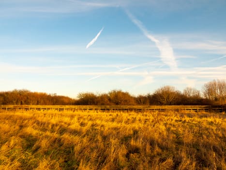 open lush green yellow country field with horizon line fence and blue sky with streaks; essex; england; uk