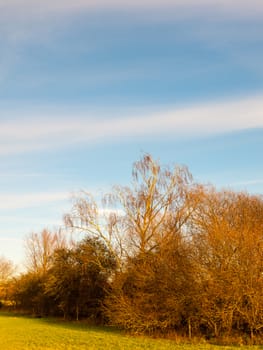 close up of tree tops bare blue cloudy sky autumn winter; essex; england; uk