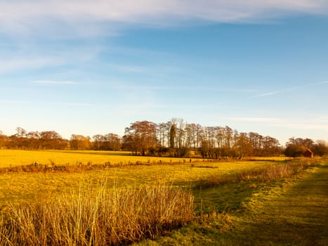country day landscape field trees grass autumn winter; essex; england; uk