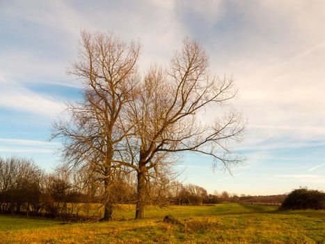 bare autumn winter tree outside landscape field sky cloudy blue ; essex; england; uk