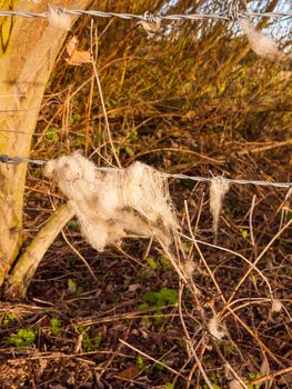 strands tuft of wool in country sheep caught on metal wire barbed wire