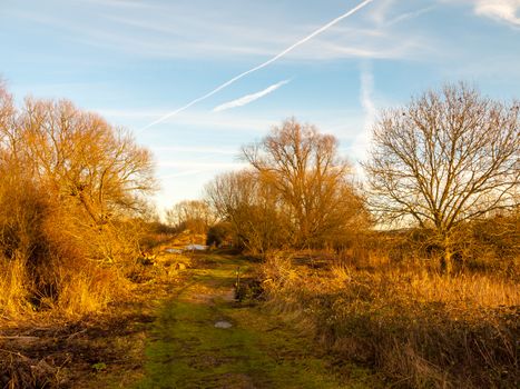 country landscape way direction sky sunlight on bare winter autumn trees; essex; england; uk
