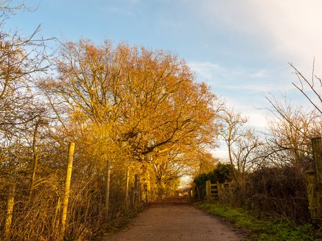 Autumn country path lane rambling outside nature way direction place countryside; essex; england; uk