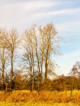 country day landscape field trees grass autumn winter; essex; england; uk