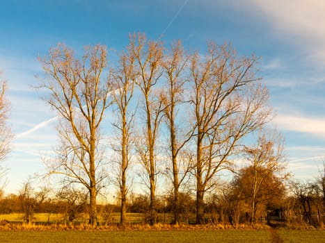 row of bare trees landscape sky field land outside autumn day; essex; england; uk