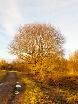 country path walkway with bare big tree sky landscape; essex; england; uk