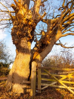 close up of bare old tree bark with fence countryside sunlight; essex; england; uk