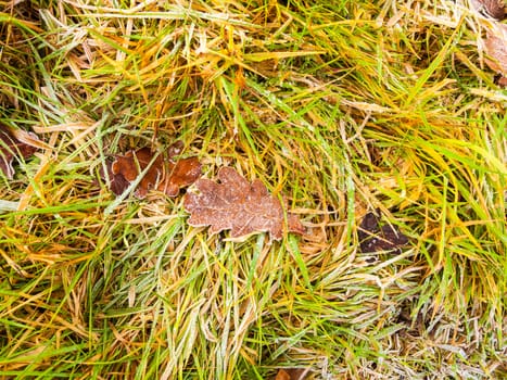 close up of frosty frozen brown oak leaf on grass; essex; england; uk
