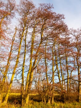 beautiful autumn bare trees towering up bark trunks branches; essex; england; uk