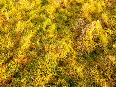 close up of sun lit green grass summer spring autumn winter ground country; essex; england; uk