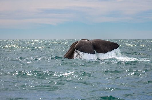 Whale watching at Kaikoura New Zealand