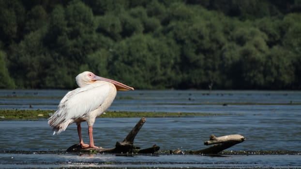 A common pelican standing on tree trunk on the surface of a lake in the delta
