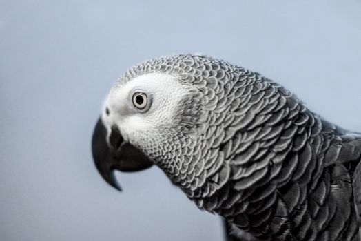 Artistic portrait of an intelligent look from an Congo African Grey Parrot