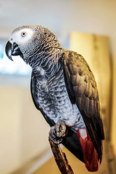 An african grey parrot in warm light standing on a wood branch with all the body visible