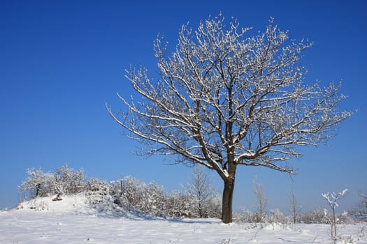 Scenic view of lone cherry tree in winter covered with snow, blue sky background.