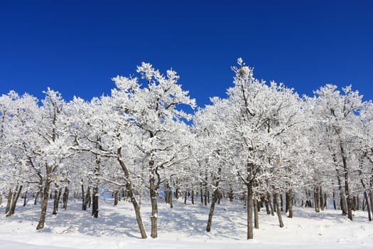 Oak forest in winter. Frozen snow covering the branches of the trees. Contrast between snow and blue sky. 