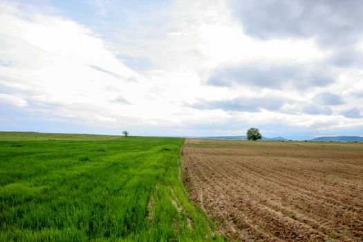 Two different parcels on a field with different stages of plant growth and a nice contrast between green and brown